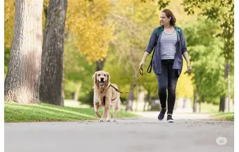 Dog walker with a happy dog