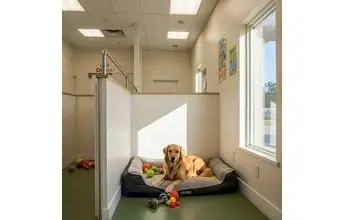 Dog in a comfortable boarding kennel