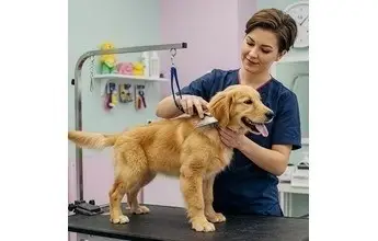 Dog being groomed or trained